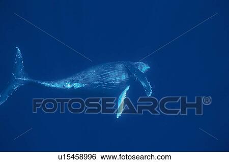 Humpback Whale Swimming Underwater View Large Photo Image Stock Photograph - Humpback Whale Swimming Underwater. Fotosearch