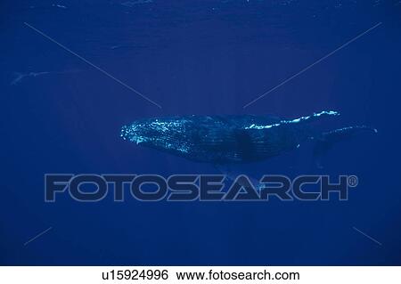 Humpback Whale Swimming Underwater View Large Photo Image Stock Photograph - Humpback Whale Swimming Underwater. Fotosearch