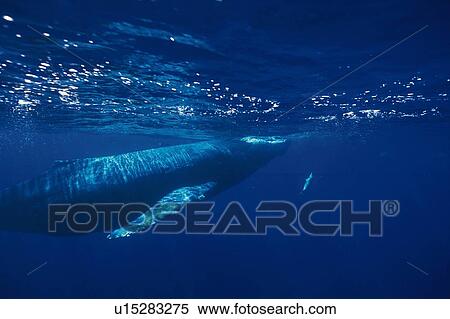 Humpback Whale Swimming Underwater View Large Photo Image Stock Photography - Humpback Whale Swimming Underwater. Fotosearch