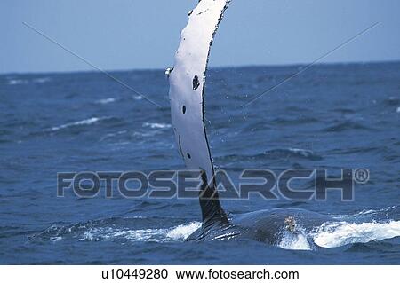 Stock Image - Pectoral Fin of Humpback Whale. Fotosearch