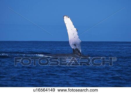 Pectoral Fin of Humpback Whale View Large Photo Image Stock Photo - Pectoral Fin of Humpback Whale. Fotosearch
