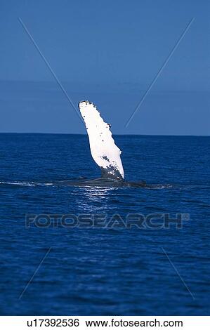 Stock Photograph - Pectoral Fin of Humpback Whale. Fotosearch