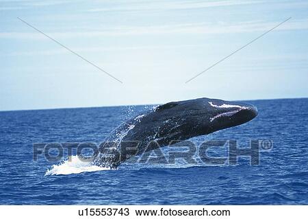 Stock Image - Sperm Whale Breaching. Fotosearch