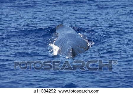Stock Image - Sperm Whale Surfacing. Fotosearch