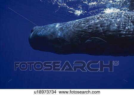 Picture - Sperm Whale Swimming Underwater. Fotosearch
