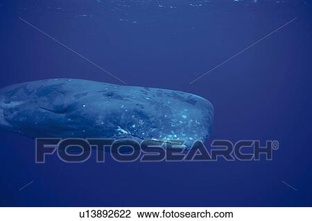 Stock Image - Sperm Whale Swimming Underwater. Fotosearch