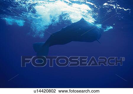 Stock Image - Sperm Whale Swimming Underwater. Fotosearch