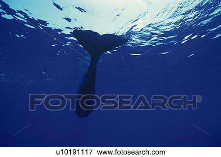 Stock Photo - Sperm Whale Swimming Underwater. Fotosearch