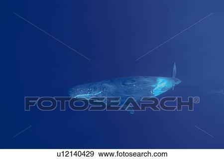 Stock Photo - Sperm Whale Swimming Underwater. Fotosearch