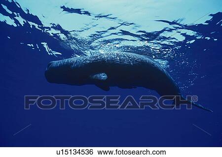 Stock Photograph - Sperm Whale Swimming Underwater. Fotosearch