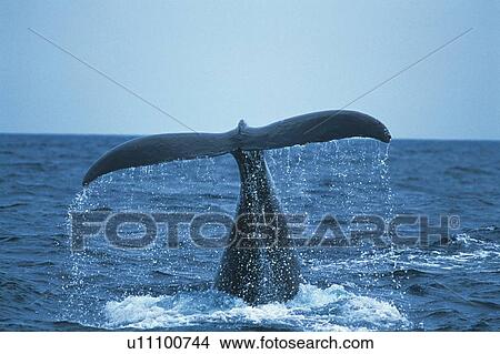 Picture - Tail of Humpback Whale. Fotosearch