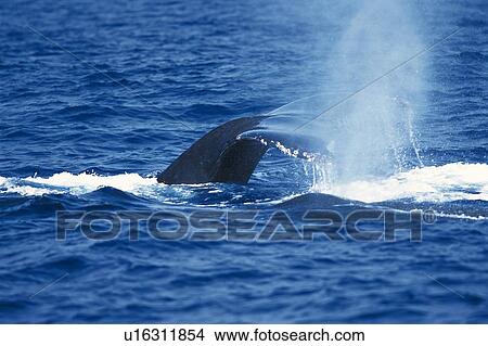 Picture - Tail of Humpback Whale. Fotosearch