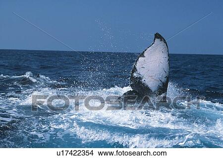 Picture - Tail of Humpback Whale. Fotosearch