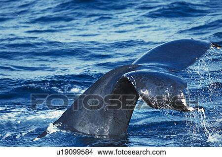 Picture - Tail of Humpback Whale. Fotosearch