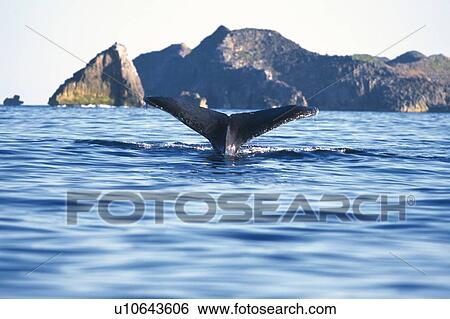 Stock Photograph - Tail of Humpback Whale, Rocks. Fotosearch
