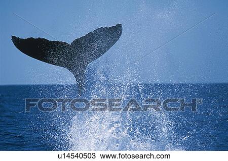 Stock Image - Tail of Humpback Whale. Fotosearch