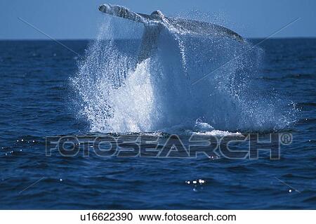 Tail of Humpback Whale View Large Photo Image Stock Image - Tail of Humpback Whale. Fotosearch