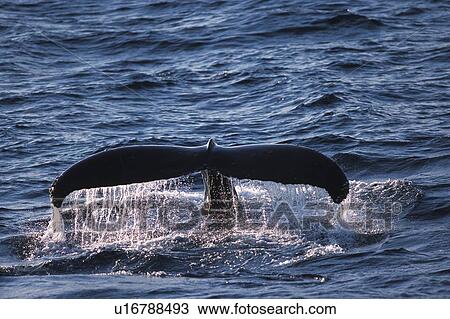 Stock Image - Tail of Humpback Whale. Fotosearch