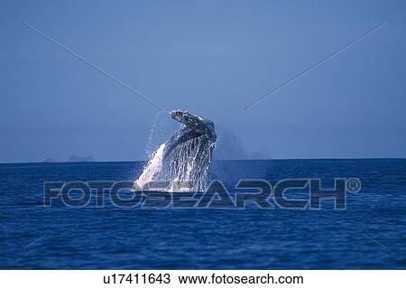 Stock Image - Tail of Humpback Whale. Fotosearch