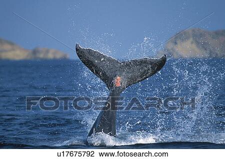 Tail of Humpback Whale View Large Photo Image Stock Image - Tail of Humpback Whale. Fotosearch