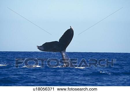 Tail of Humpback Whale View Large Photo Image Stock Image - Tail of Humpback Whale. Fotosearch