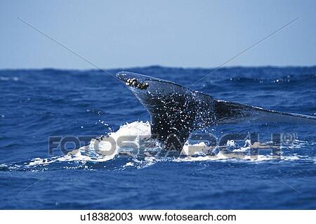 Stock Image - Tail of Humpback Whale. Fotosearch