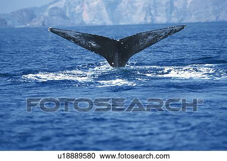 Tail of Humpback Whale View Large Photo Image Stock Image - Tail of Humpback Whale. Fotosearch