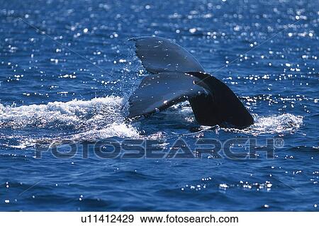 Stock Photo - Tail of Humpback Whale. Fotosearch