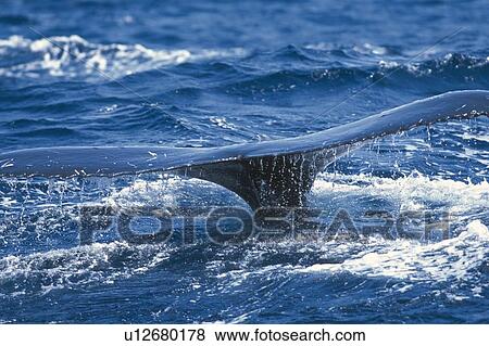 Stock Photo - Tail of Humpback Whale. Fotosearch