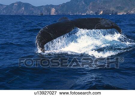 Stock Photo - Tail of Humpback Whale. Fotosearch