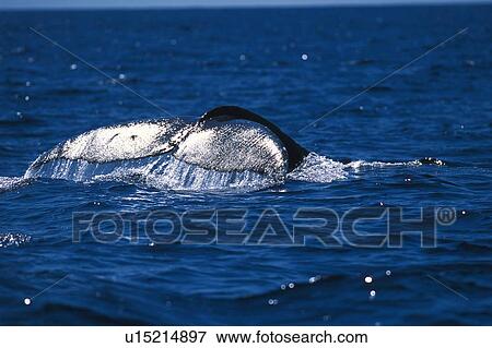 Stock Photo - Tail of Humpback Whale. Fotosearch