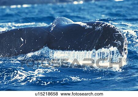 Stock Photo - Tail of Humpback Whale. Fotosearch