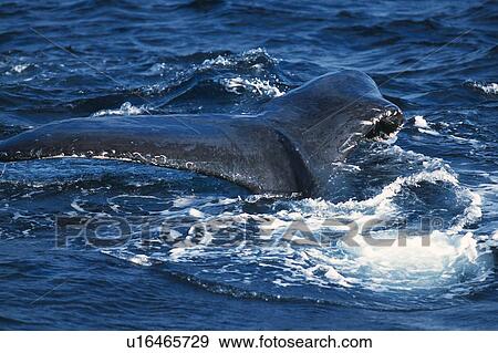 Stock Photo - Tail of Humpback Whale. Fotosearch