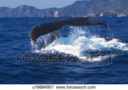 Stock Photo - Tail of Humpback Whale. Fotosearch