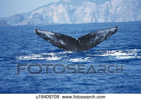 Stock Photo - Tail of Humpback Whale. Fotosearch