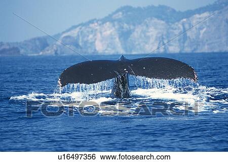 Tail of Humpback Whale View Large Photo Image Stock Photograph - Tail of Humpback Whale. Fotosearch
