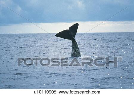Stock Photography - Tail of Humpback Whale. Fotosearch