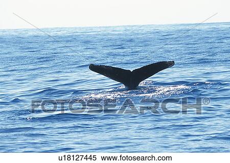 Tail of Humpback Whale View Large Photo Image Stock Photography - Tail of Humpback Whale. Fotosearch
