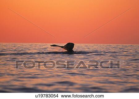 Tail of Humpback Whale, Sunset View Large Photo Image Picture - Tail of Humpback Whale, Sunset. Fotosearch