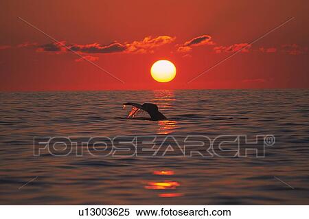 Tail of Humpback Whale, Sunset View Large Photo Image Stock Photography - Tail of Humpback Whale, Sunset. Fotosearch