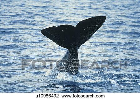 Stock Image - Tail of Sperm Whale. Fotosearch