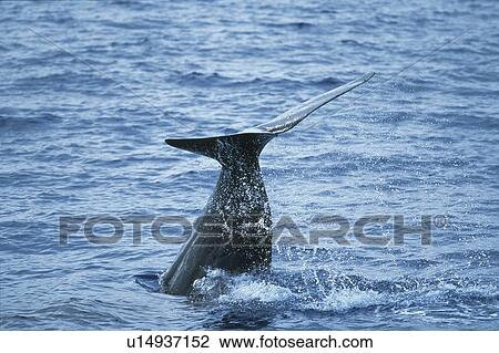 Stock Image - Tail of Sperm Whale. Fotosearch