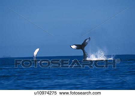 Stock Photography - Tail, Pectoral Fin of Humpback Whale. Fotosearch