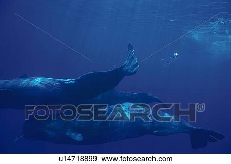 Stock Photo - Three Sperm Whales Swimming Underwater. Fotosearch