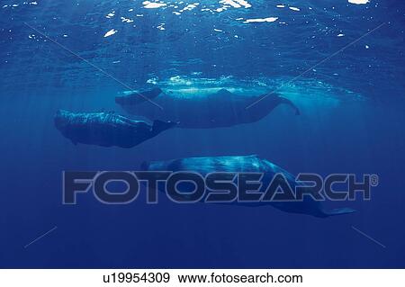 Stock Photo - Three Sperm Whales Swimming Underwater. Fotosearch