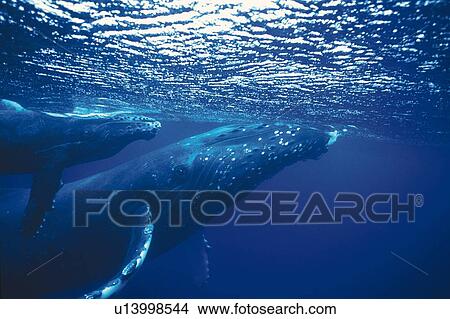 Picture - Two Humpback Whales, Mother and Calf Swimming Underwater. Fotosearch