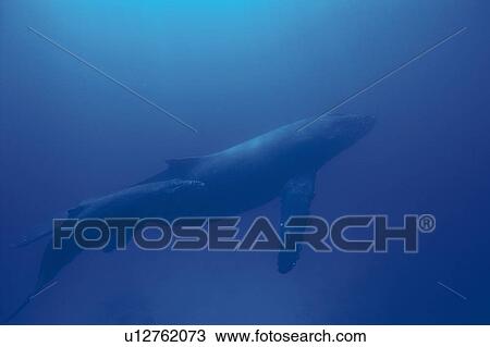 Stock Image - Two Humpback Whales, Mother and Calf Swimming Underwater. Fotosearch