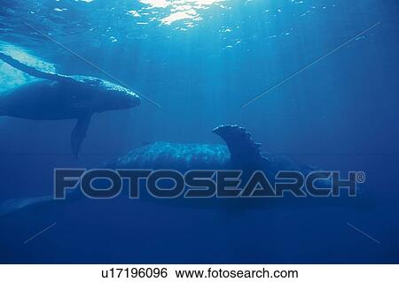 Two Humpback Whales Mother And Calf Swimming Underwater Stock