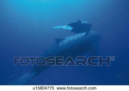 Two Humpback Whales, Mother and Calf Swimming Underwater View Large Photo Image Stock Photography - Two Humpback Whales, Mother and Calf Swimming Underwater. Fotosearch