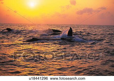 Two Humpback Whales, Sunset View Large Photo Image Stock Photograph - Two Humpback Whales, Sunset. Fotosearch